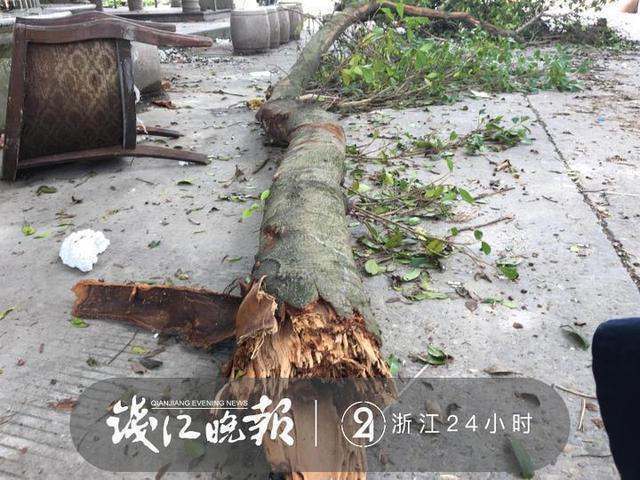 永嘉货车撞断永嘉600多岁榕树大枝，赔偿2000元村民不同意, 你怎么看「撞断古树赔偿11万元」 股市新闻